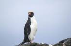 Um vistoso macaroni penguin em Elephant Island, na Antártida